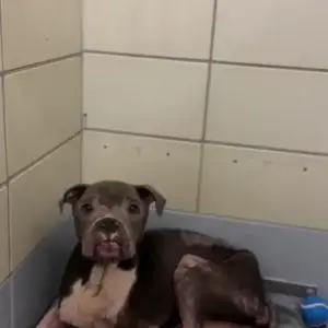 Oreo Came Back Skin and Bones