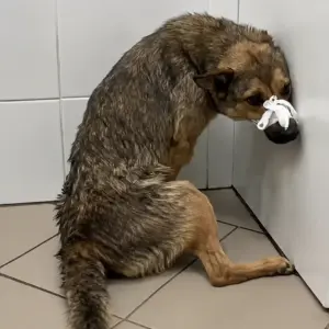 People Scrolled Past an Injured Dog Named James