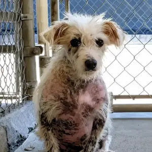 Piccolo Was Just a Scruffy Stray Behind a Kennel Gate
