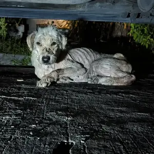 Rescuers Found Him Hiding Under a Car at Night