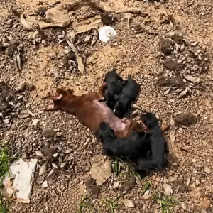 She Collapsed in the Dirt