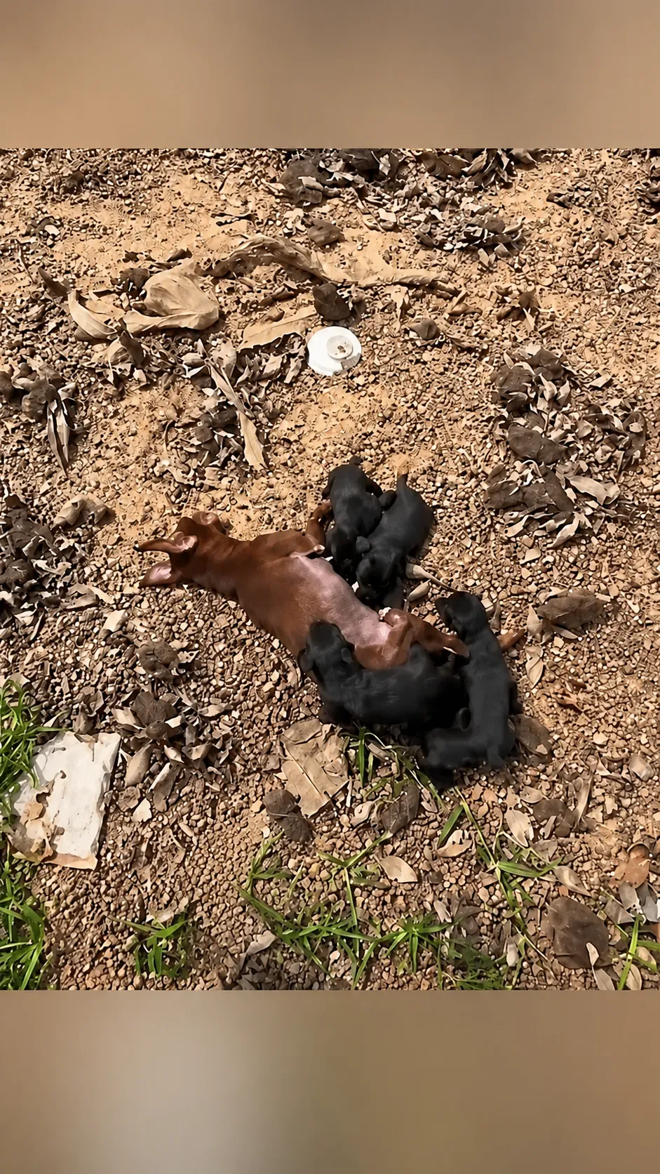 She Collapsed in the Dirt