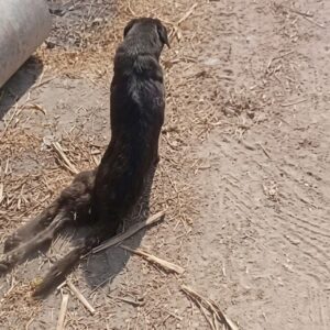 She Dragged Herself Through the Dirt With Two Broken Legs