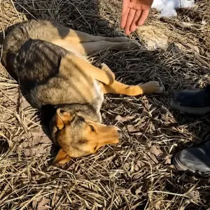 She Found a Freezing Dog in the Grass