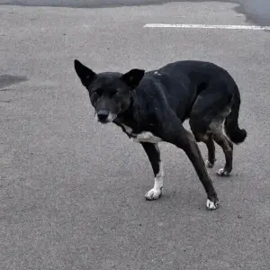 She Found a Terrified Stray Dog at a Gas Station