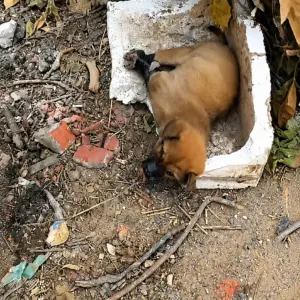 She Found a Tiny Puppy Thrown Away Like Trash