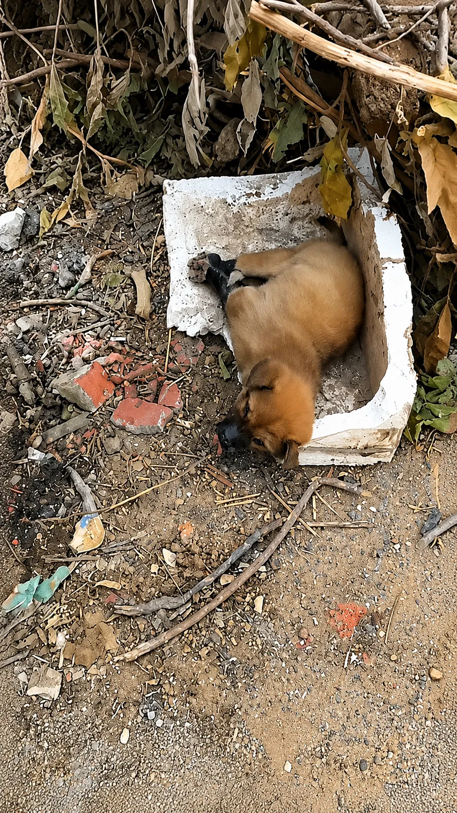 She Found a Tiny Puppy Thrown Away Like Trash