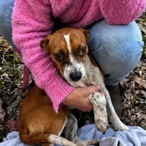 She Found a Weak Dog Lying in the Leaves