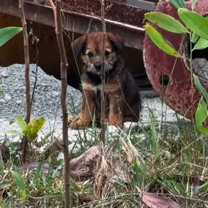 She Found Two Tiny Puppies Hiding Under a Rusty Tank