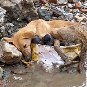 She Gave Birth in the Rubble Beside Dirty Water