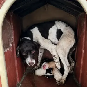She Hid Her Newborn Puppies in a Broken Doghouse