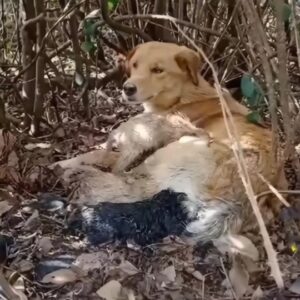 She Hid Her Puppies in the Bushes