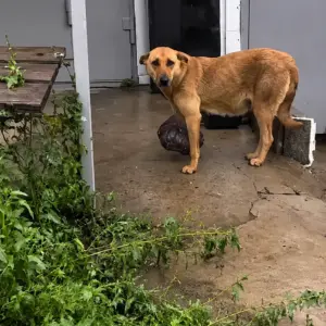 She Was Carrying a Pain No Dog Should Ever Know