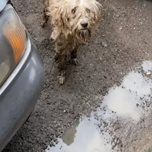 She Was Covered in Mud and Too Scared to Trust Until One Kind Person Changed Her Life