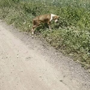She Was Found Limping Beside a Dirt Road