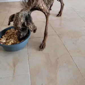 Starving Dog With Painful Skin Disease