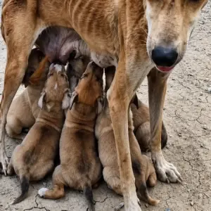 Starving Mother Dog Was Nothing But Bones