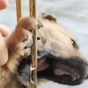 Stuck and Terrified