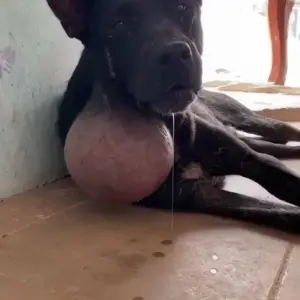 The Black Dog With a Tumor the Size of His Head