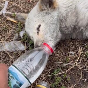 The dog had taken in some water