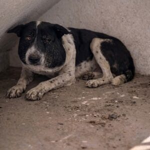 The Dog Hiding Under the Concrete Stairs
