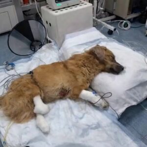 The Dog Who Collapsed on an Empty Street
