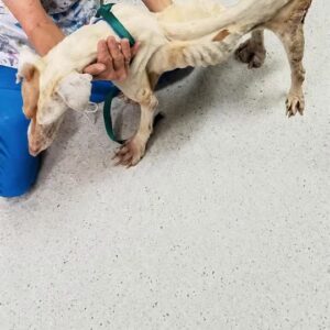 The Dog Who Could Barely Stand