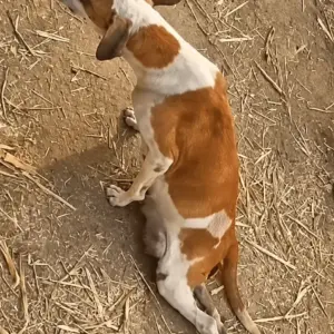 The Dog Who Dragged Himself Through the Dust