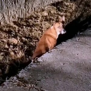 The Dog Who Waited in the Dark