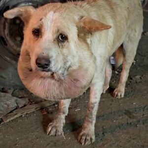 The Dog With a Swollen Neck Walked Alone Until Someone Finally Refused to Look Away