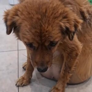 The Dog With the Swollen Belly Sat Silently in the Clinic Then Rescuers Discovered What She Had Been Hiding
