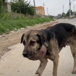 The Dog With the Swollen Neck Was Still Walking Alone Until One Kind Stranger Finally Stopped