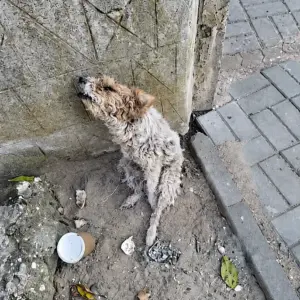 The Forgotten Dog by the Wall