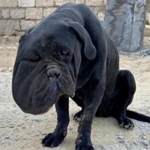 The Giant Black Dog Nobody Wanted