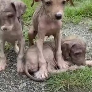 The Harsh Reality of Stray Puppies on the Streets