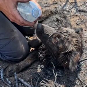 The Heartbreaking Rescue of a Dog That Survived a Wildfire