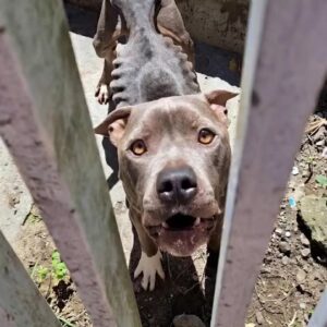 the-heartbreaking-rescue-of-an-abandoned-do