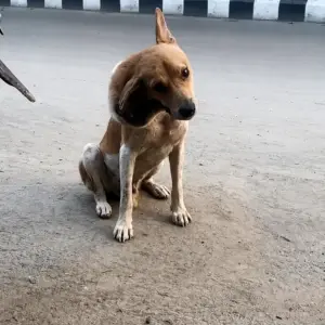 The Injured Dog Sitting Beside the Road