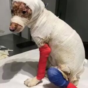 The Injured Dog Wrapped in Bandages