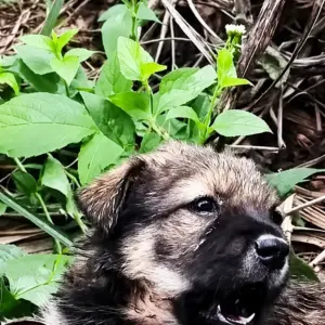 The Injured Puppy