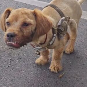 The Little Dog by the Road