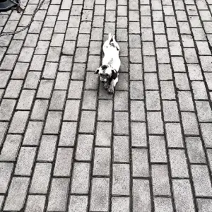 The Little Dog Who Dragged Himself Across the Street
