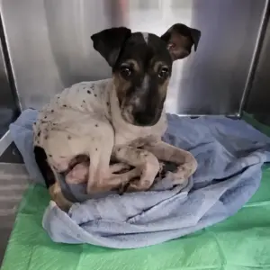 The Little Dog Who Waited All Day for One Kind Hero to Notice Him