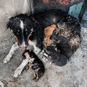 The Mother Dog Who Hid Her Newborn Puppies in a Dirty Corner