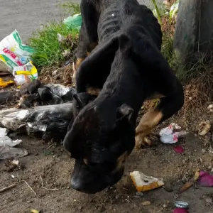 The Starving Dog Found Beside the Road Was Too Weak to Beg
