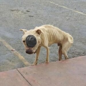 The Starving Dog With a Black Swelling on His Face Stood by the Road Then Someone Finally Stopped