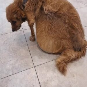 The Tiny Brown Dog Who Waited Silently for a Second Chance