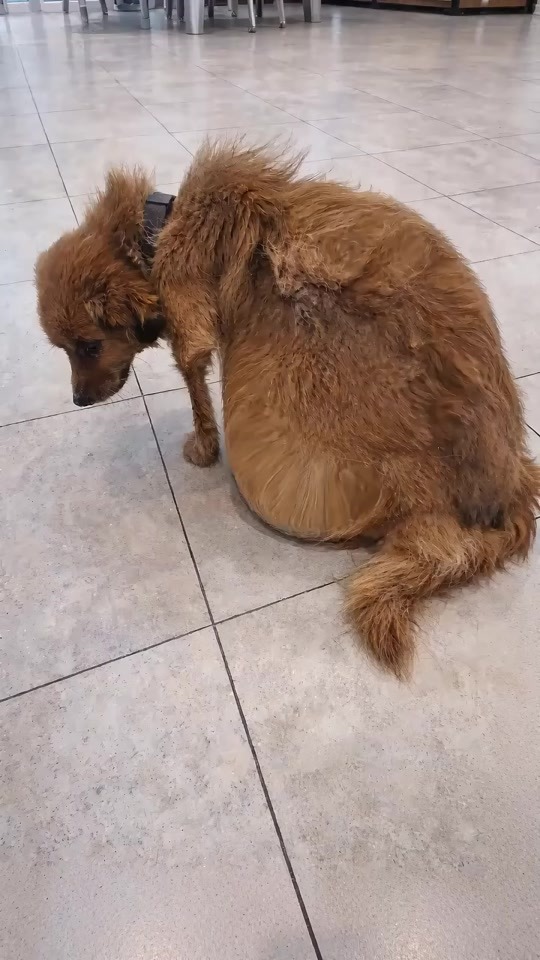 The Tiny Brown Dog Who Waited Silently for a Second Chance