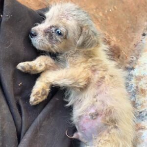 The Tiny Puppy Found on a Dirty Cloth