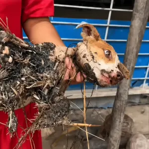 The Unbelievable Rescue of a Dog Left to Turn to Stone